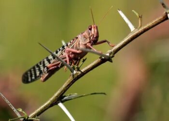لجنة مكافحة الجراد تعلن ظهور جديد للجراد في غات