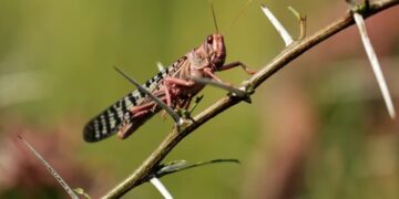 لجنة مكافحة الجراد تعلن ظهور جديد للجراد في غات