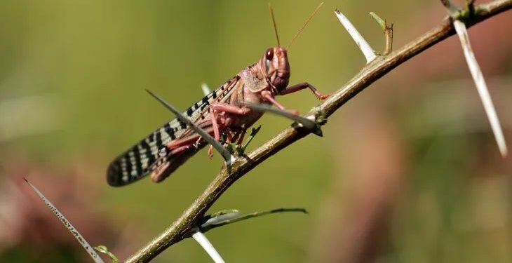 لجنة مكافحة الجراد تعلن ظهور جديد للجراد في غات