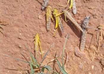 الجراد الصحراوي أصبح يشكل تهديدًا خطيرًا للمحاصيل الزراعية والمراعي بالجنوب