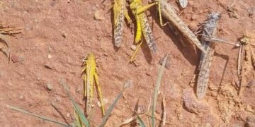 الجراد الصحراوي أصبح يشكل تهديدًا خطيرًا للمحاصيل الزراعية والمراعي بالجنوب