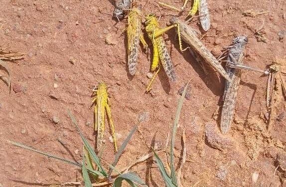 الجراد الصحراوي أصبح يشكل تهديدًا خطيرًا للمحاصيل الزراعية والمراعي بالجنوب