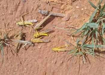 الجراد الصحراوي يجتاح الجفرة والمزارعون في انتظار اتخاذ الإجراءات اللازمة