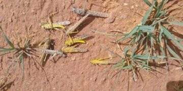 الجراد الصحراوي يجتاح الجفرة والمزارعون في انتظار اتخاذ الإجراءات اللازمة