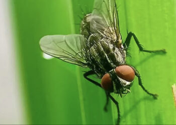 المكسيك تسجل أول حالة إصابة بشرية بـ”الدودة آكلة لحوم البشر”