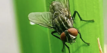 المكسيك تسجل أول حالة إصابة بشرية بـ”الدودة آكلة لحوم البشر”