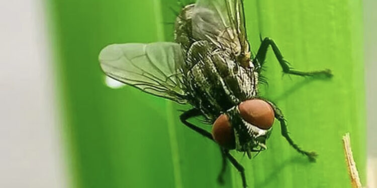 المكسيك تسجل أول حالة إصابة بشرية بـ”الدودة آكلة لحوم البشر”